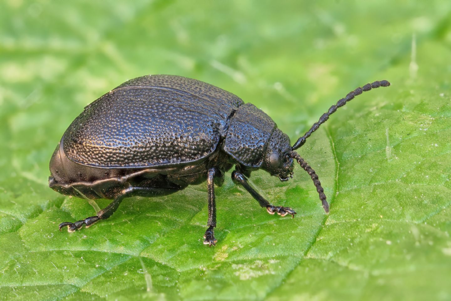 Chrysomelidae: Galeruca? S, ♀ di Galeruca tanaceti